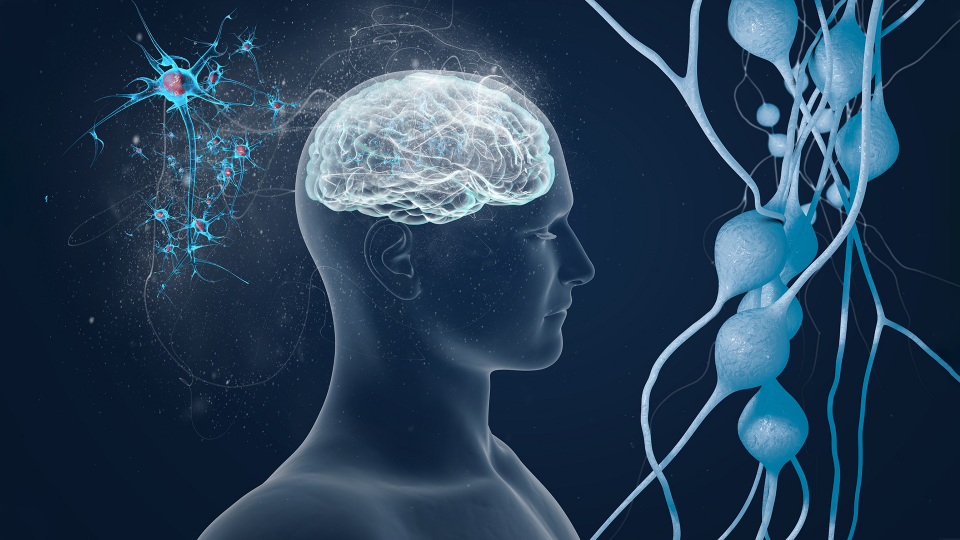 Neurology and Neurosurgery 