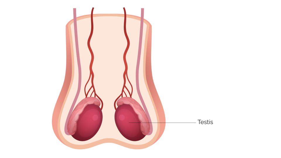 WHAT ARE TESTES?