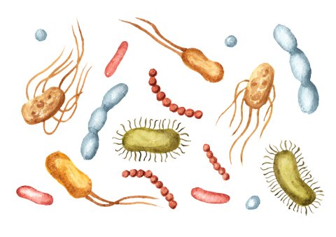 7 Benefits of Gut-Friendly Bacteria (Probiotics) 2