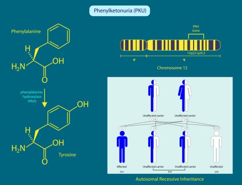 Phenylketonuria: Causes, Symptoms, and Diagnosis 2